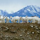 Kitze von weißen Milchziegen bzw. Edelziegen vor Bergkulisse in Tirol
