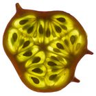 Kiwano