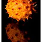 Kiwano