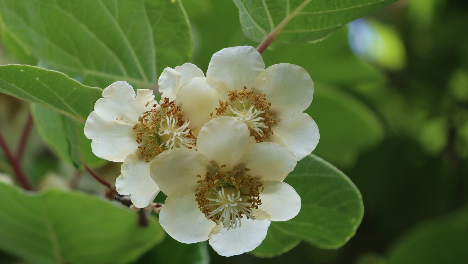 Kiwi Foto & Bild fotos, natur, nahaufnahme Bilder auf