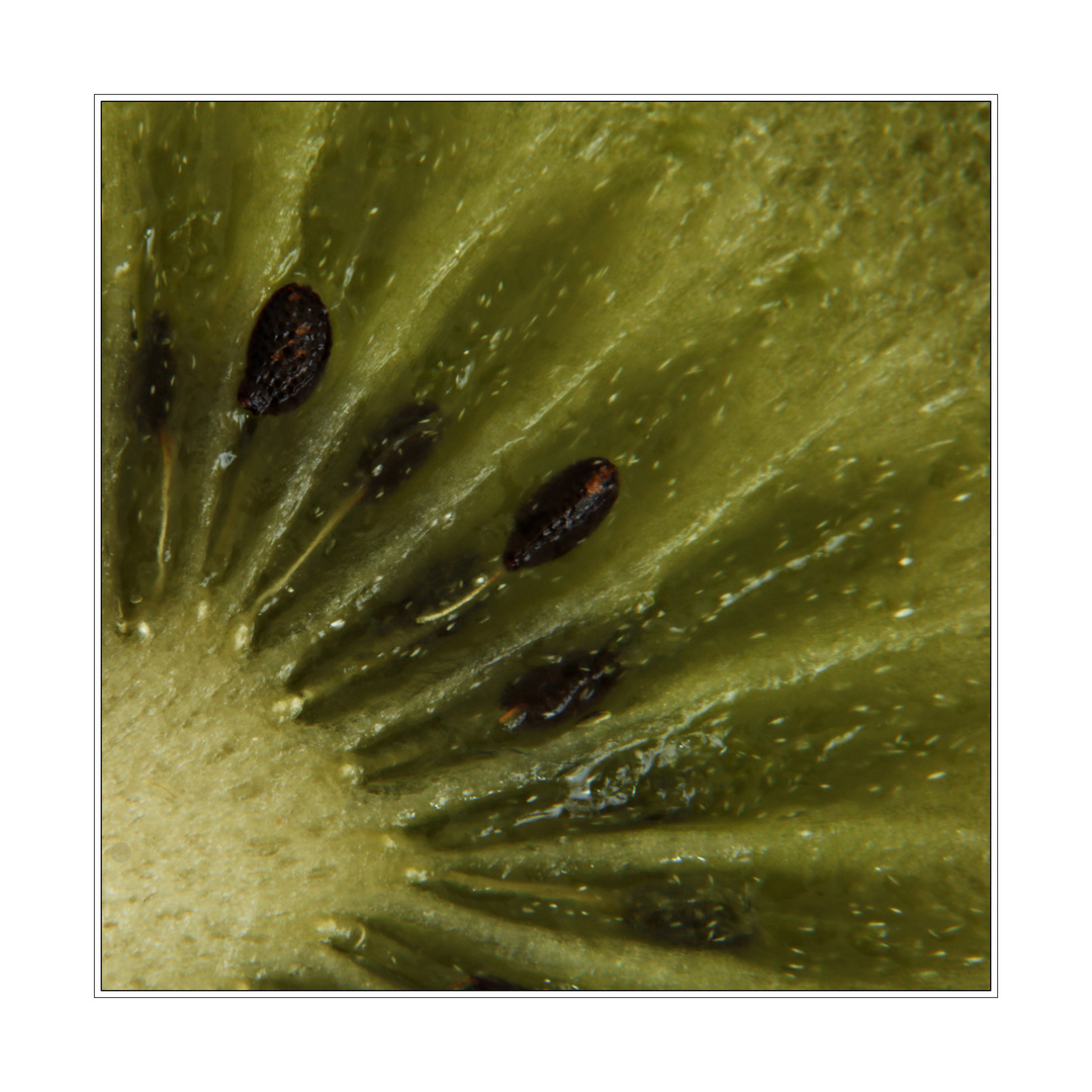 KIWI