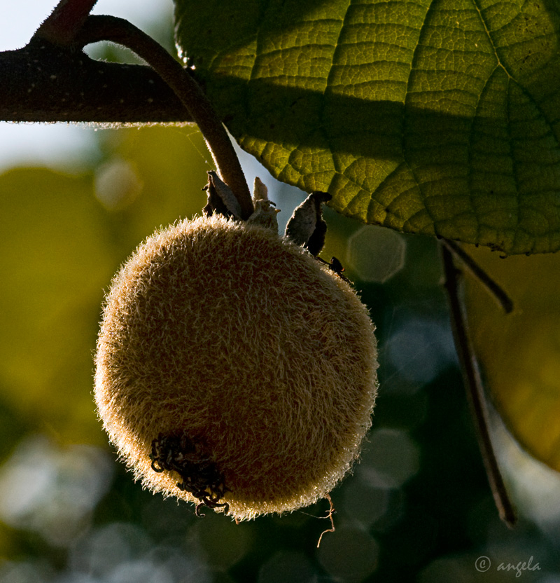 Kiwi