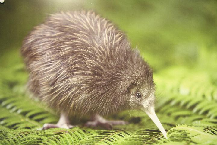 kiwi.