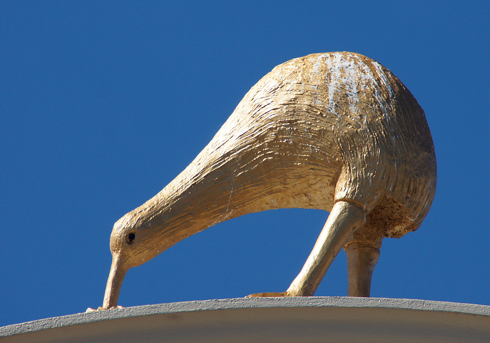 ..Kiwi auf dem Dach..