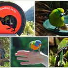 ..Kiwi Birdlife Park 1..