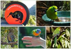 ..Kiwi Birdlife Park 1..