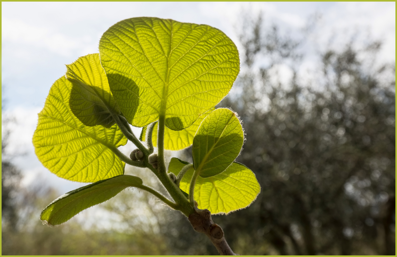 Kiwi-Blaetter