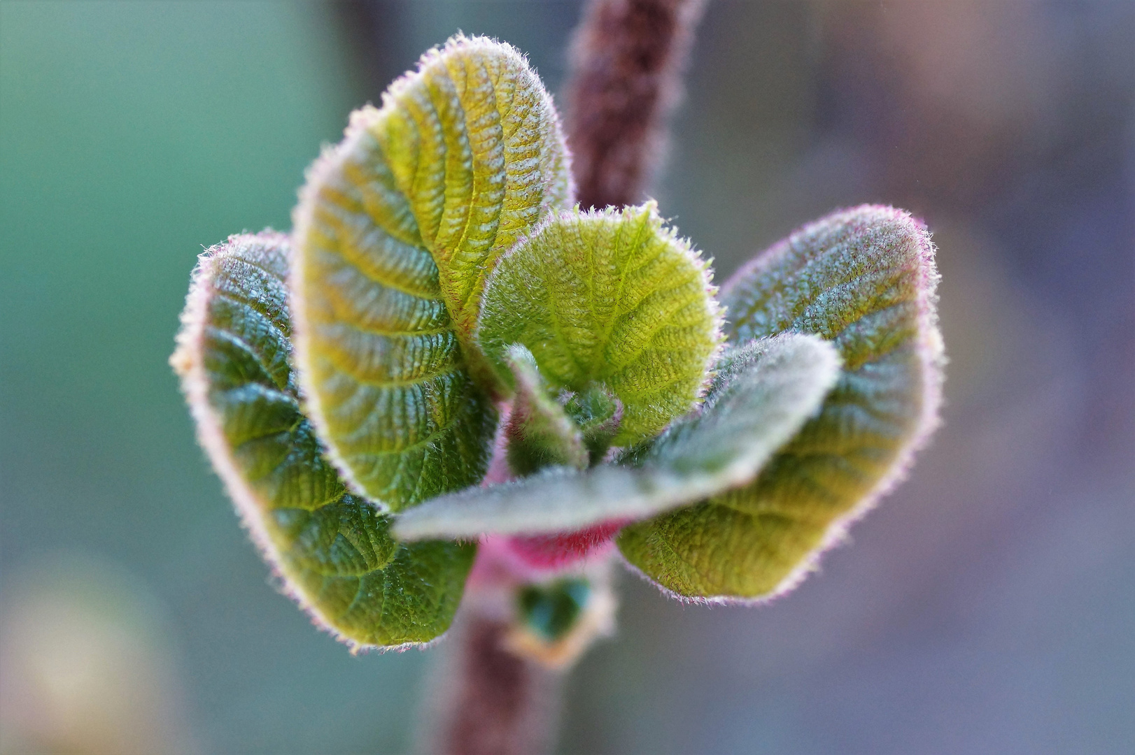 Kiwi-Blatt...