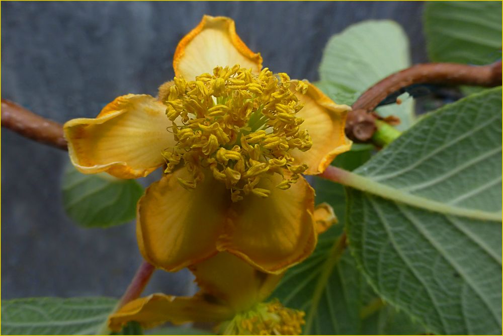 KiwiBlüte Foto & Bild natur Bilder auf