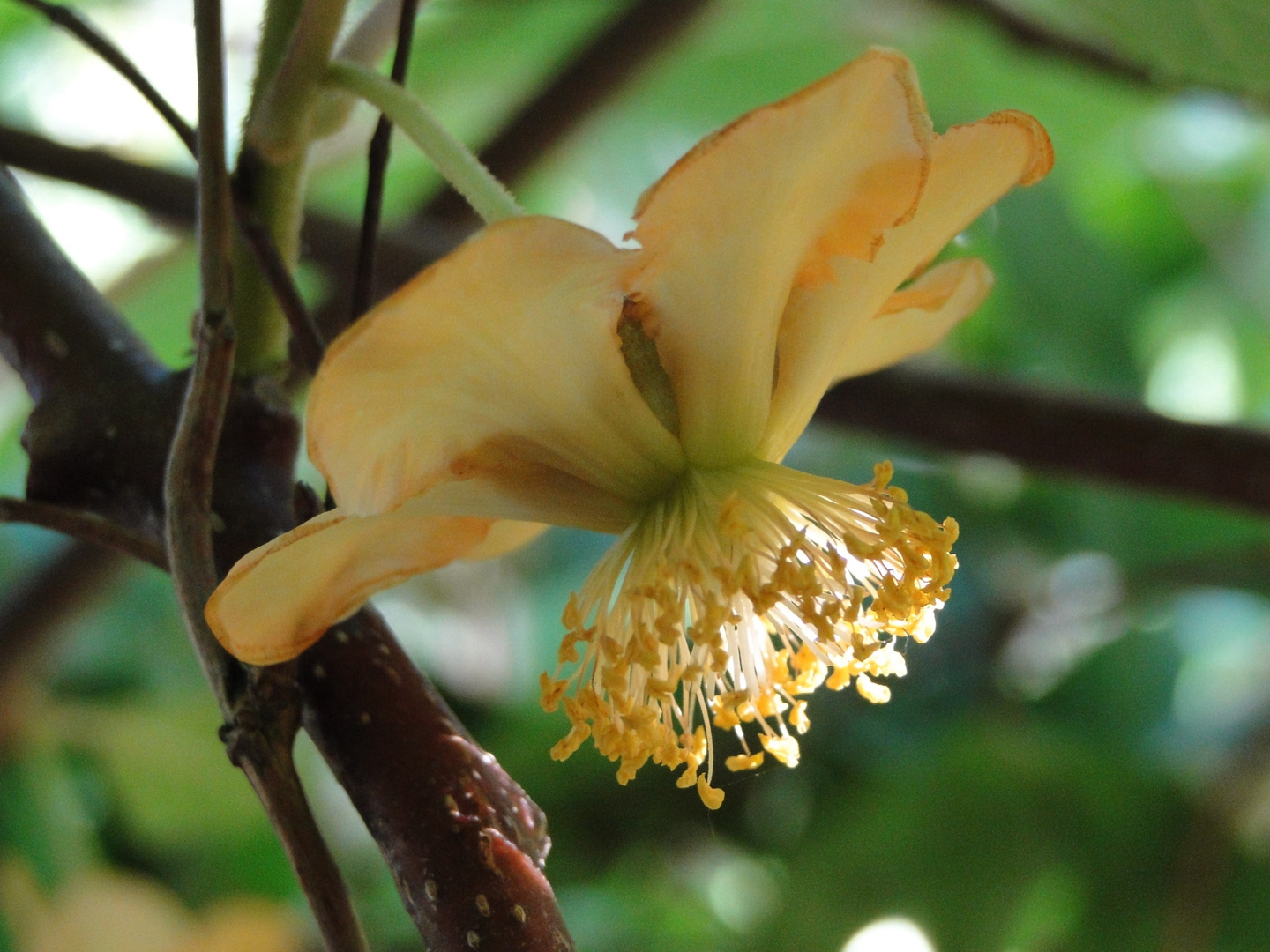 Kiwi-Blüte