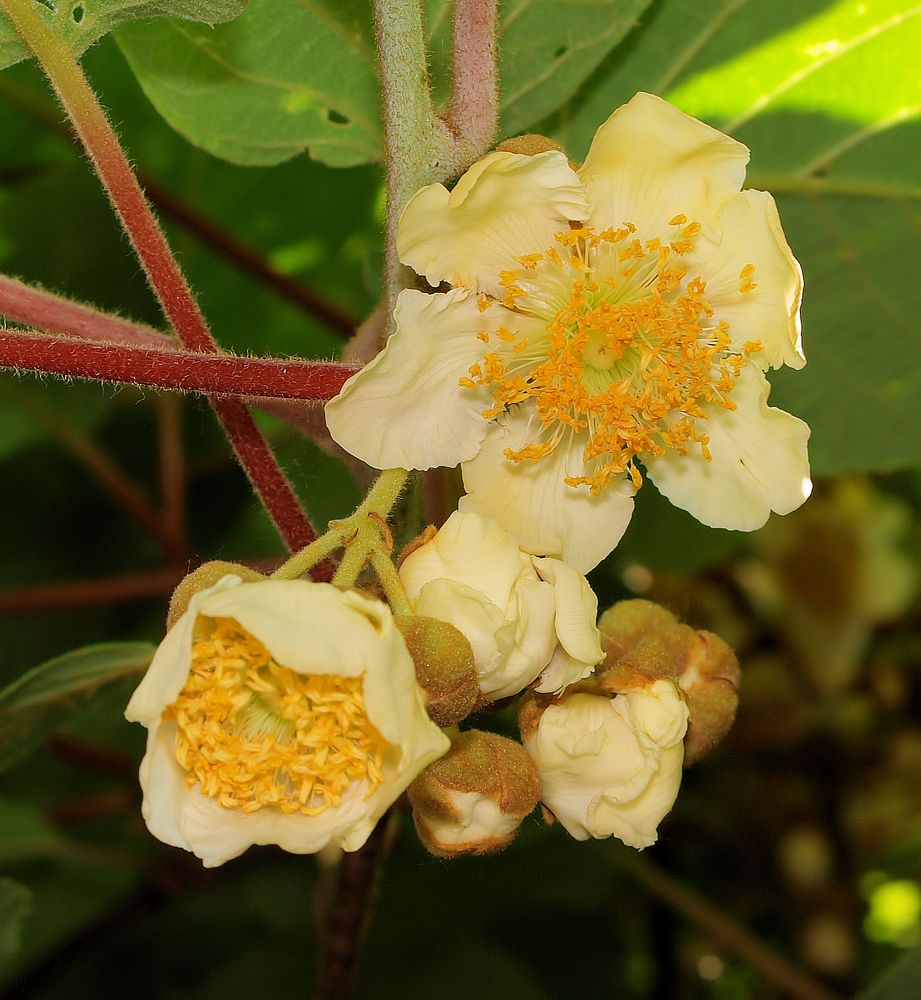 Kiwi Blüte männlich Foto & Bild pflanzen, pilze & flechten