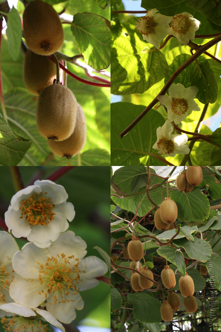 Kiwi - Blüten und Früchte