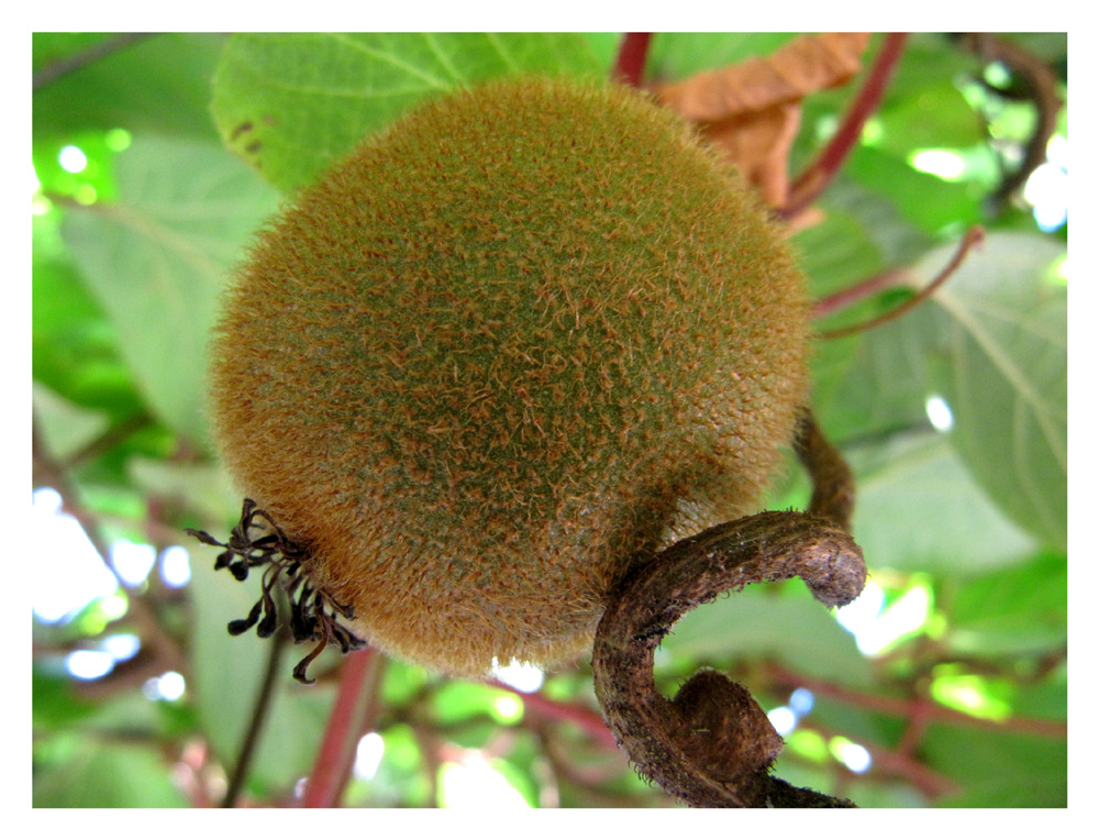 Kiwi