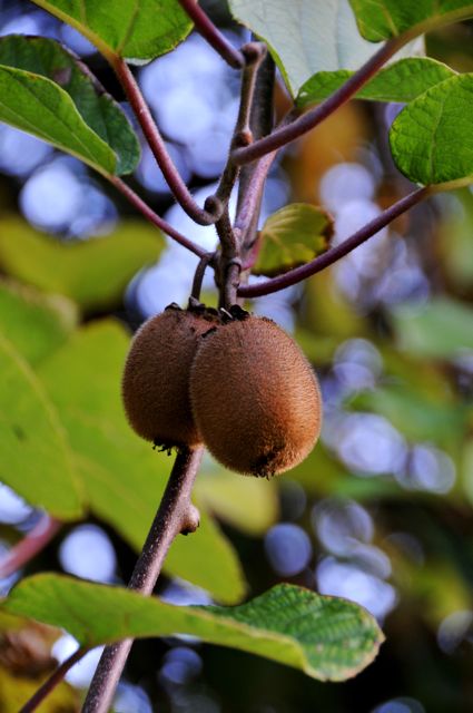 Kiwi