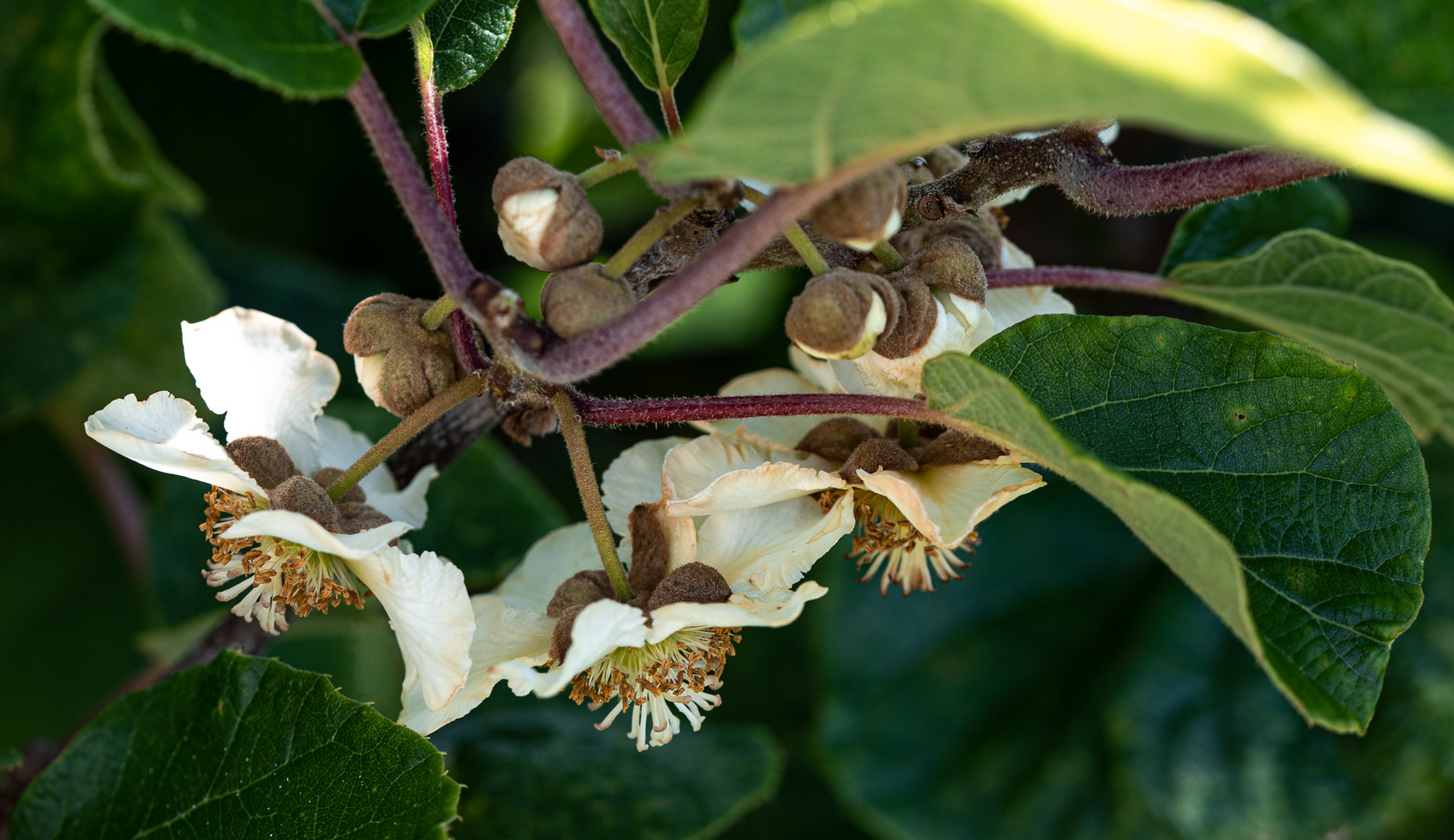 Kiwi, Chinesischer Strahlengriffel oder Chinesische Stachelbeeren