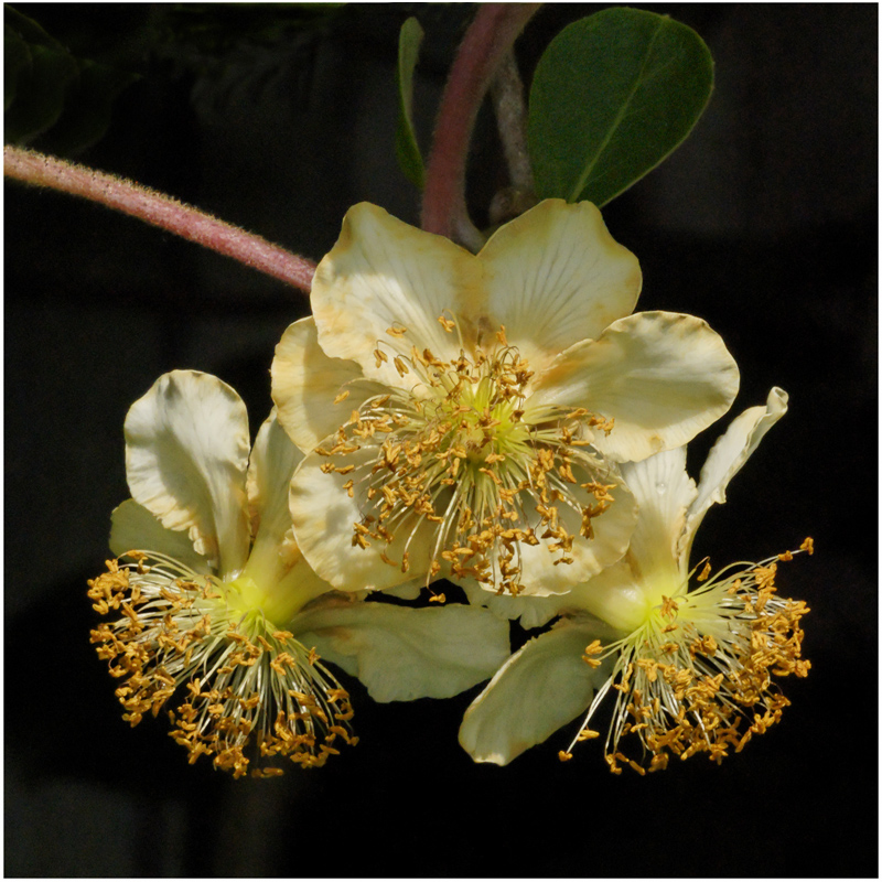 Kiwi : fleurs mâles