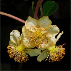 Kiwi : fleurs mâles