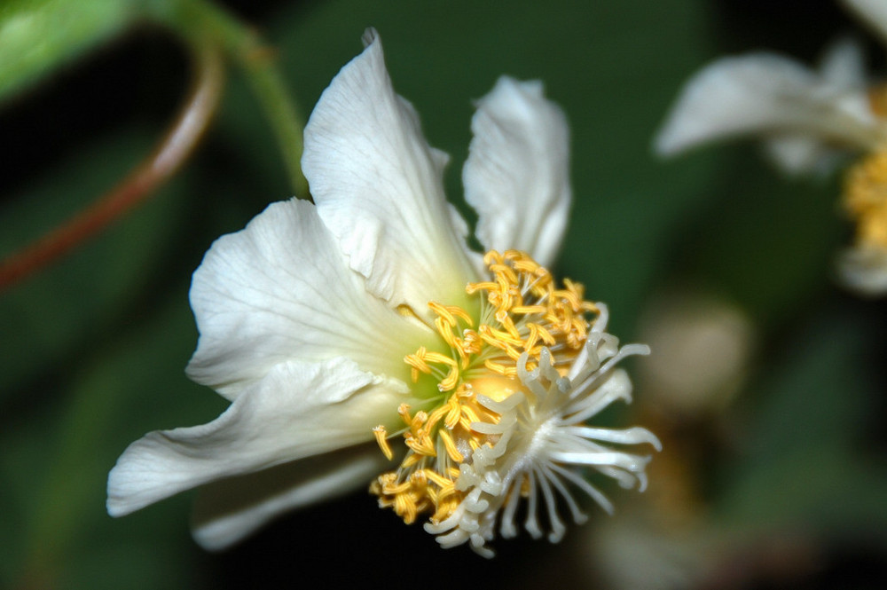 Kiwi flower