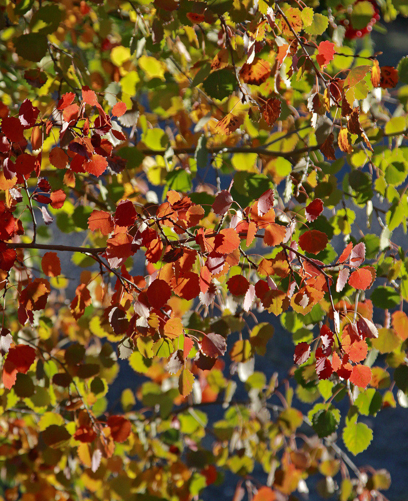 Kiwi Herbst