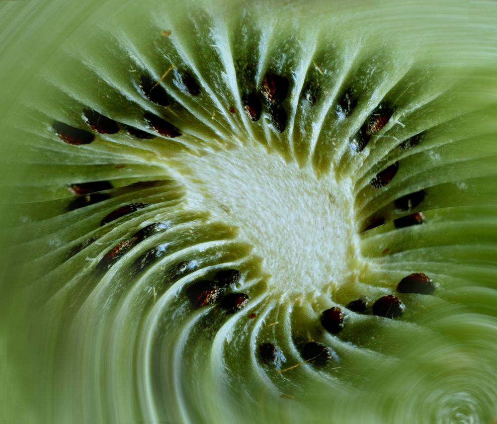 Kiwi in  Bewegung 