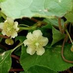 Kiwi in Blüte... (1)