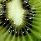 Kiwi, Kiwi, Kiwi.