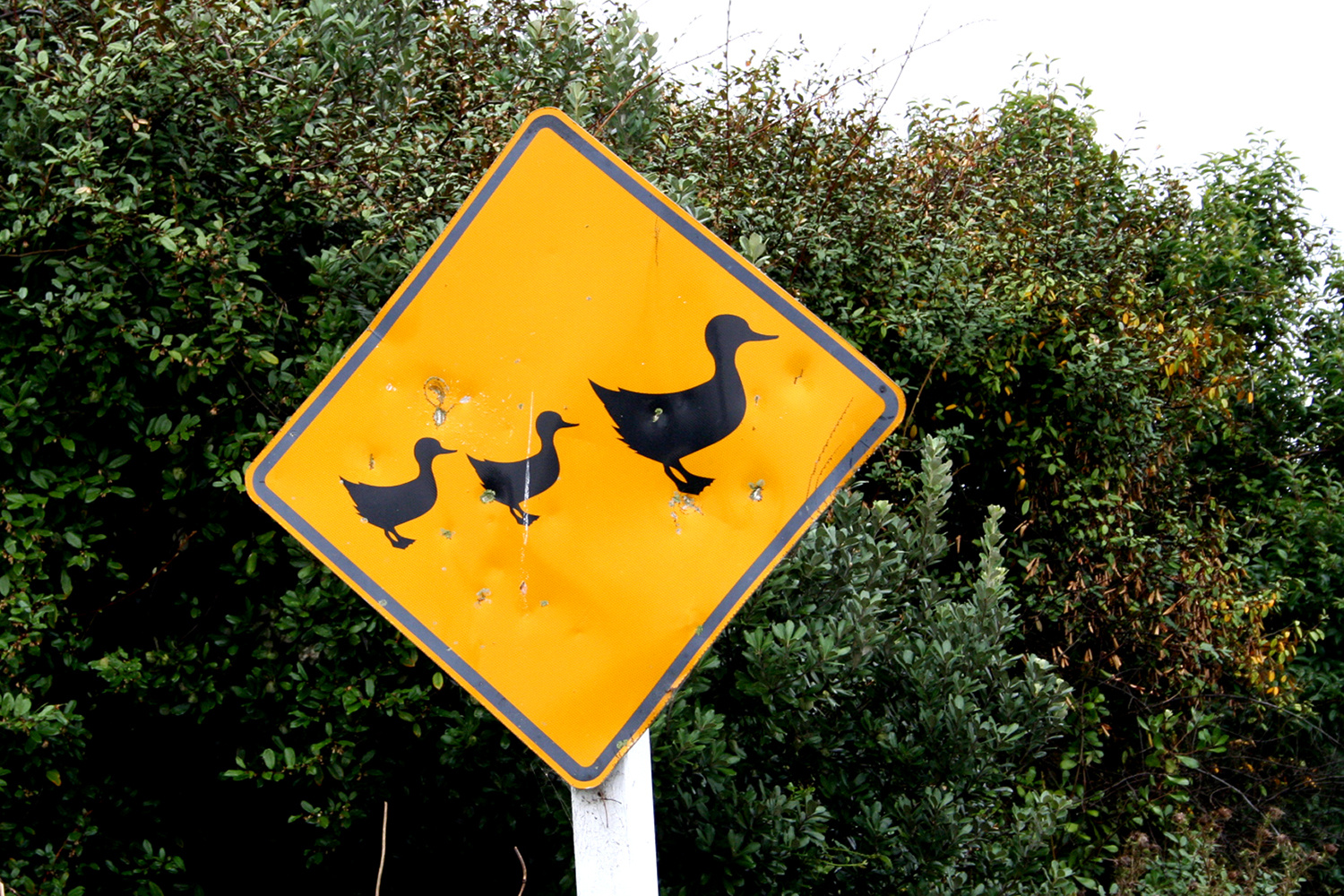 Kiwi Roadsign 