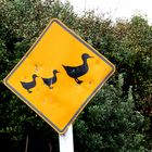 Kiwi Roadsign 