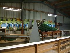Kiwi-Sortiermaschine