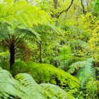 kiwi-tropen-hochland-urwald