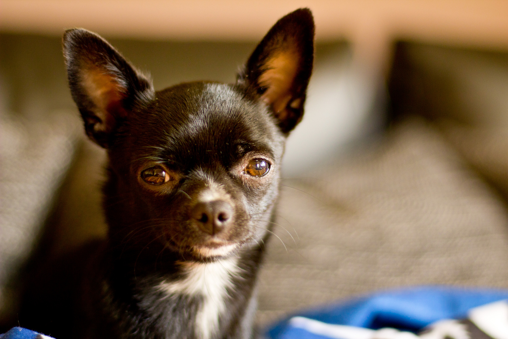 Kiwi unser kleiner 7 Monate alter Chihuahua Hund Foto &amp; Bild tiere