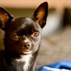 Kiwi unser kleiner 7 Monate alter Chihuahua Hund