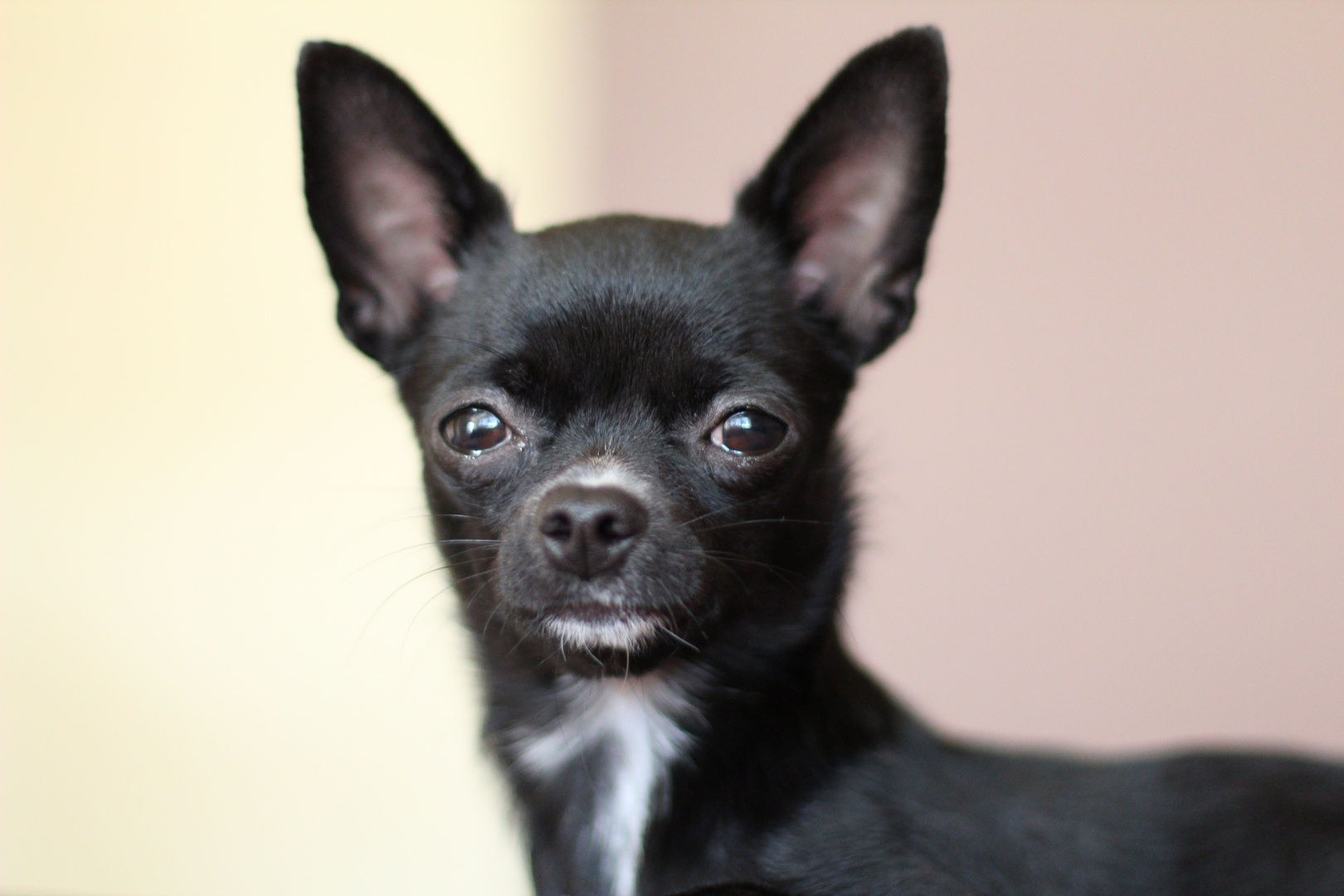 Kiwi unser Mini Hund Foto &amp; Bild tiere, tierdetails, chihuahua Bilder