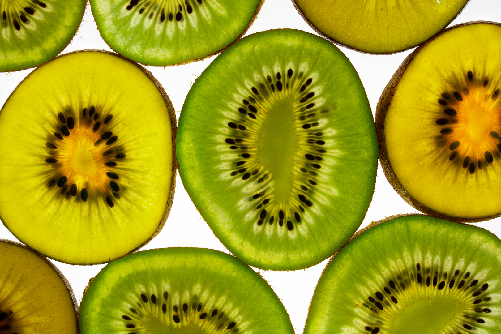 Kiwi_2