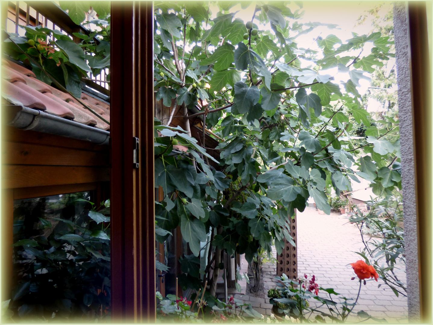 Kiwibaum vor dem Fenster...