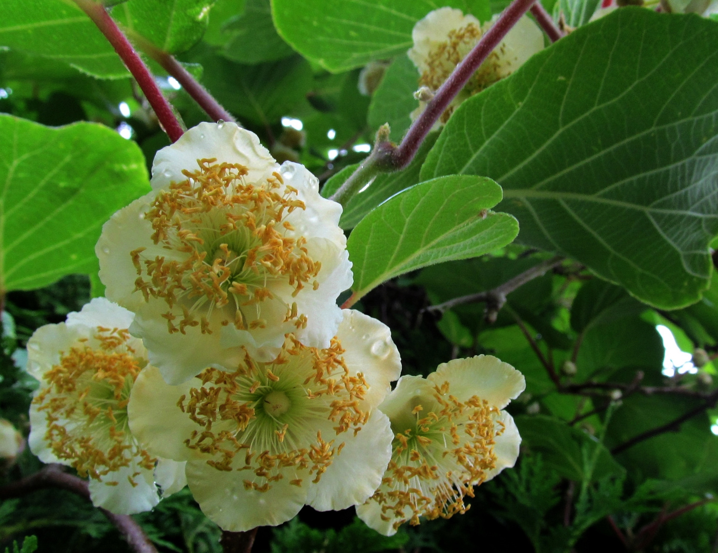 Kiwiblüte Foto & Bild baum, natur, pflanzen Bilder auf