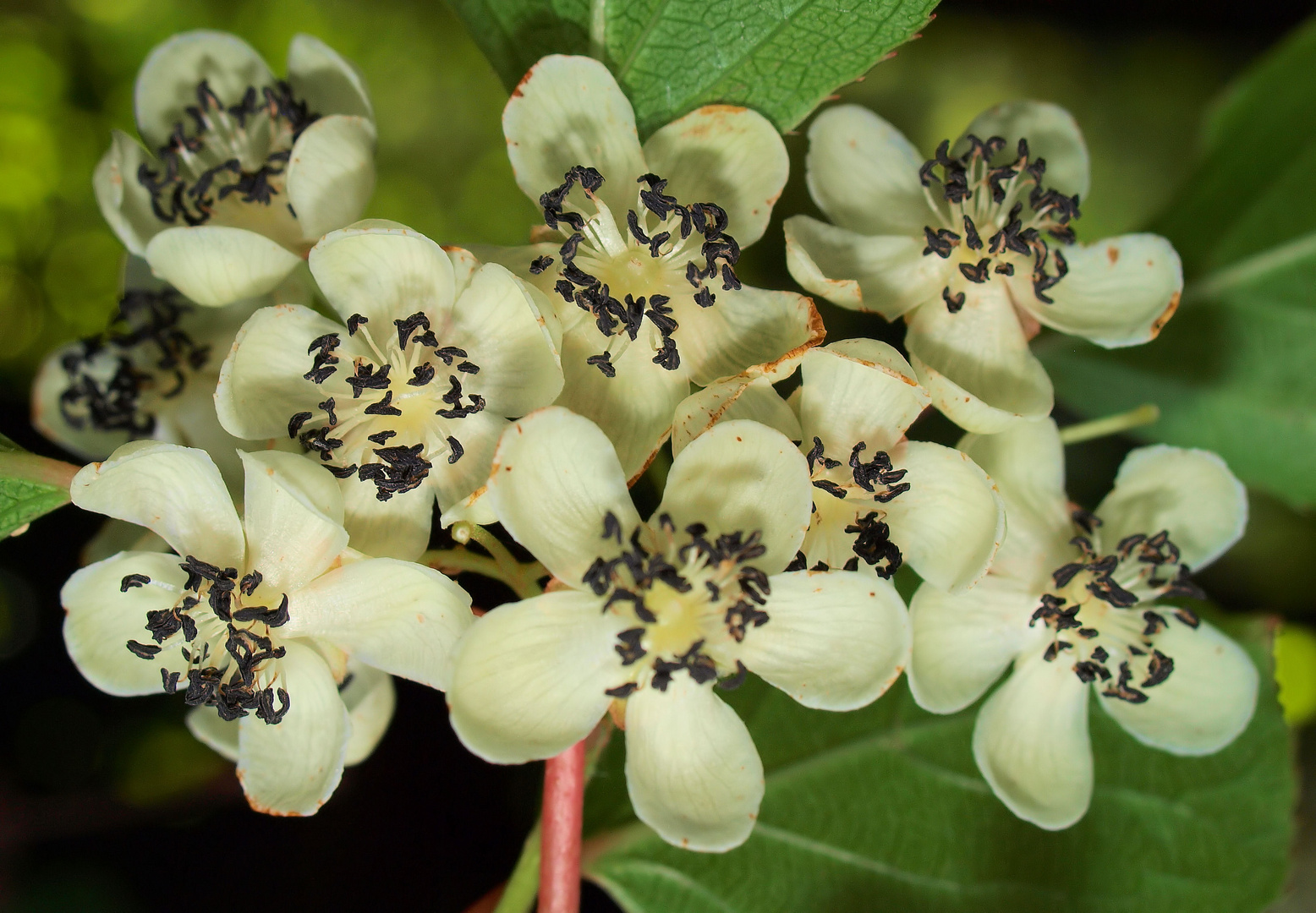 Kiwiblüte Männlich Foto & Bild pflanzen, pilze & flechten