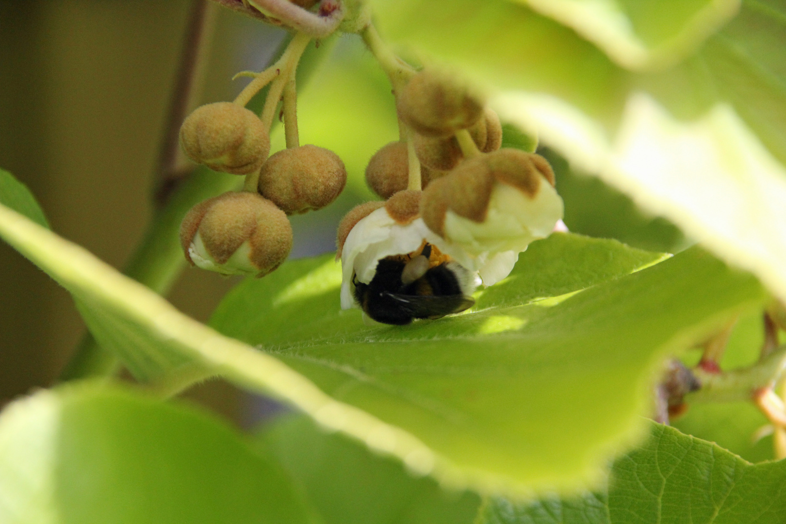 Kiwiblüte mit Hummel