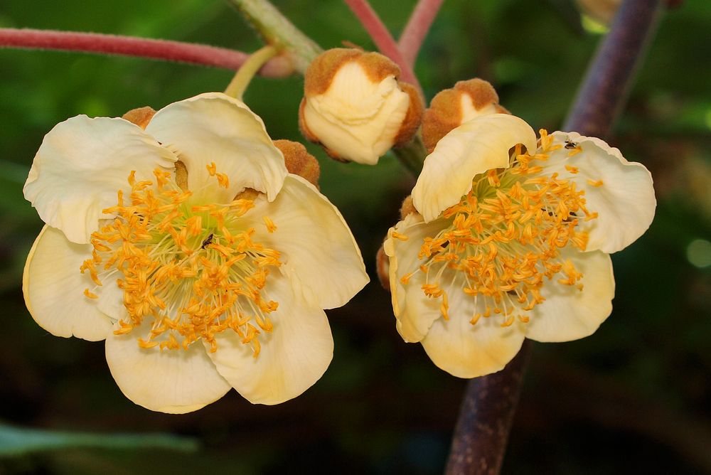 52+ Kiwi Blüte Weiblich, Die geschlechtsbestimmung bei kiwipflanzen