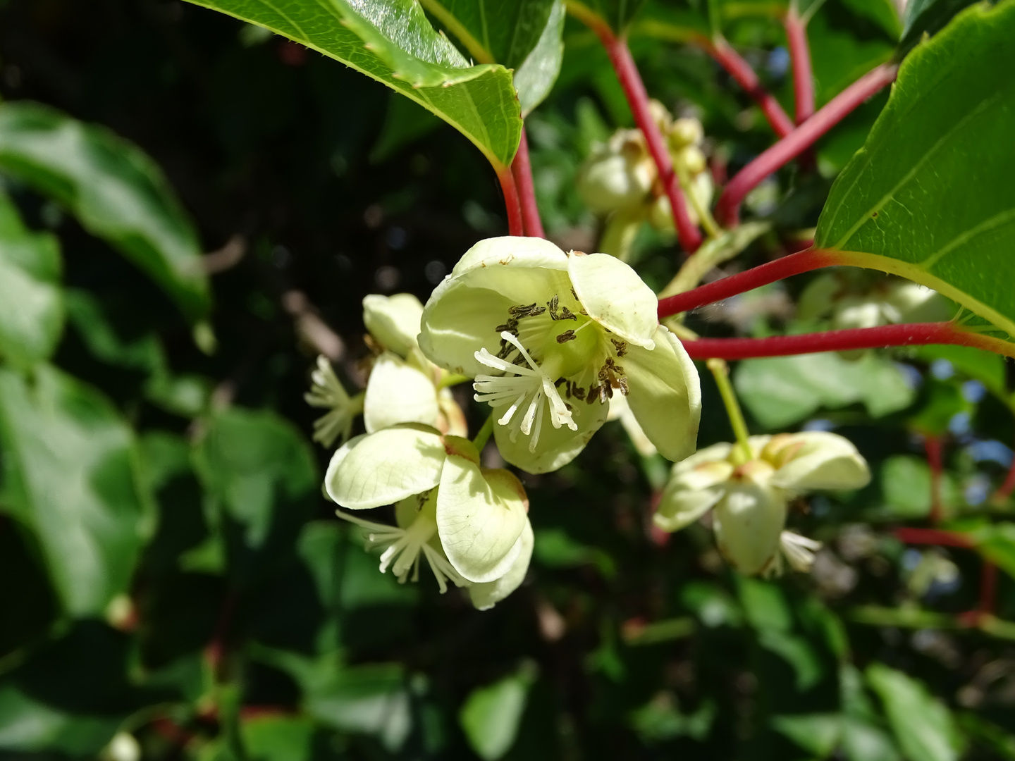 Kiwiblüten Foto & Bild projekte, 3 mittwochsblümchen, thementage