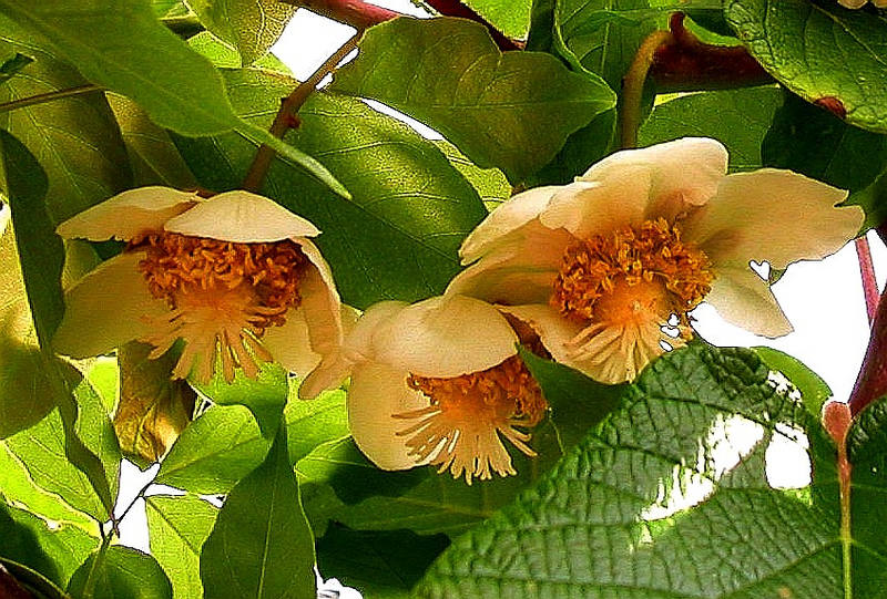 Kiwiblüten Foto & Bild pflanzen, pilze & flechten, blüten