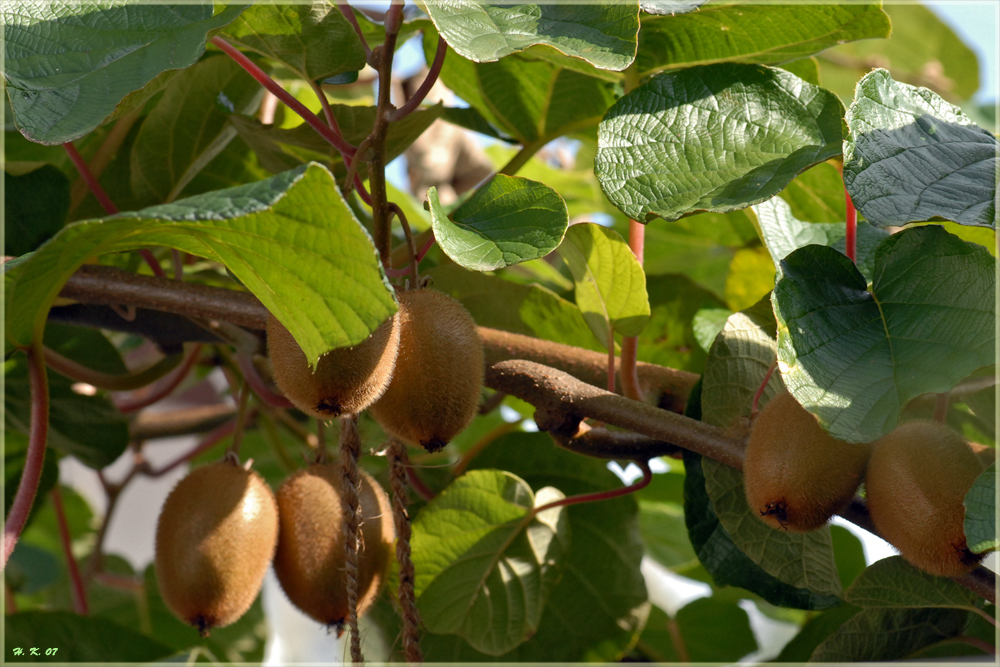 Kiwis