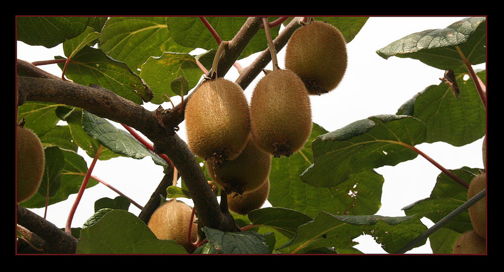 Kiwis aus Italien