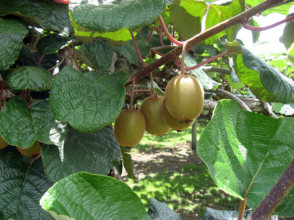 Kiwis in Neuseeland