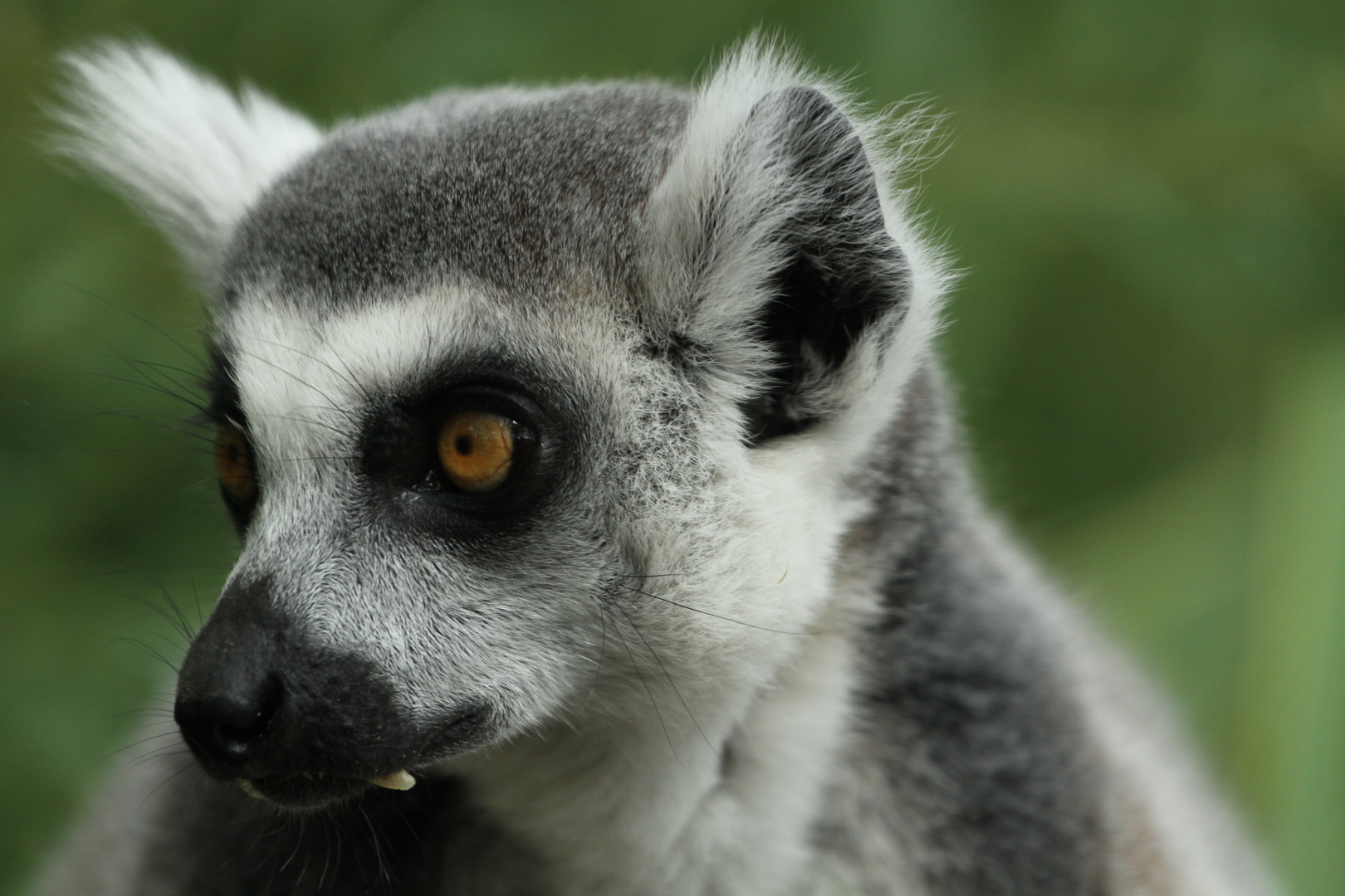 KJ (Lemur catta)