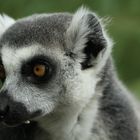 KJ (Lemur catta)