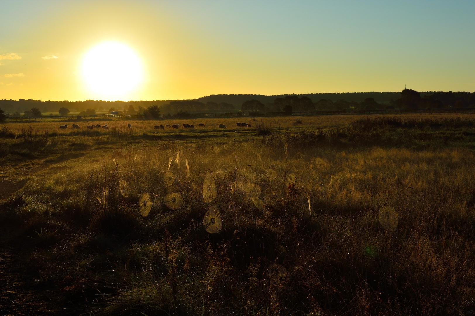 K_Kaltenkirchener Heide 02_01