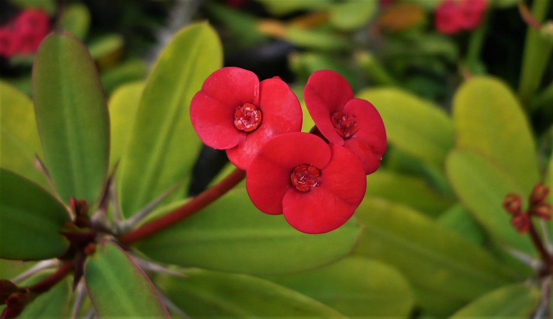 kl. Blüte Christusdorn