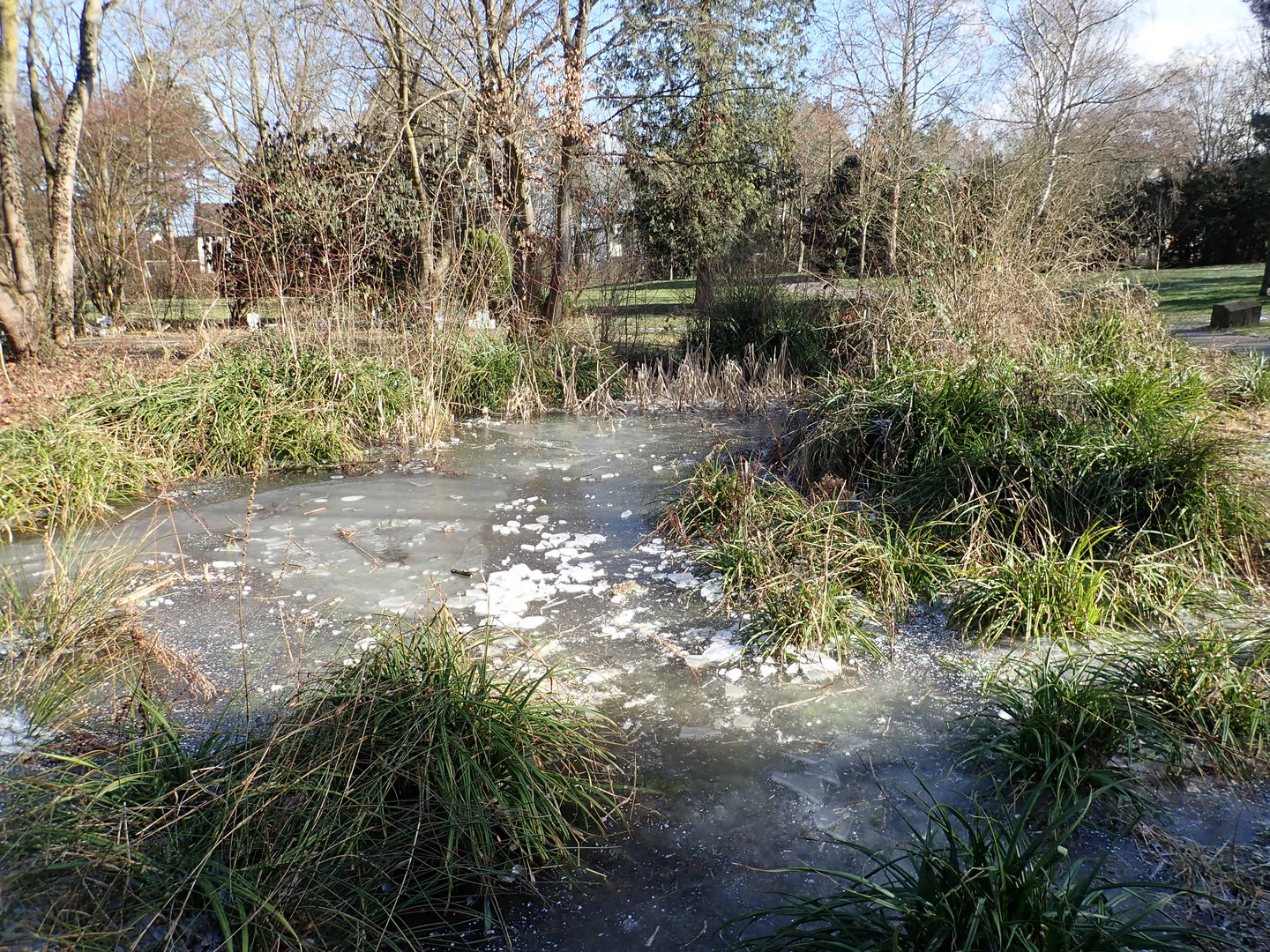 kl. Naturteich im Winter