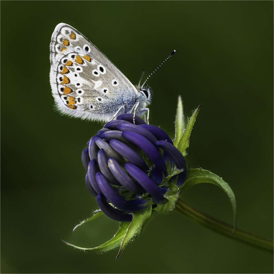 Kl. Sonnenröschen-Bläuling (Aricia agestis)